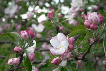 A garden with flowering apple tree branches. A fine moment with colorful fruit tree flowers in a scenic close-up view. Beautiful mood with spring blossoms in traditional horticulture.