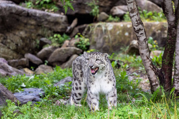 Fototapeta na wymiar Full body shot of a Snow Leopard in mid growl in a scenic landscape