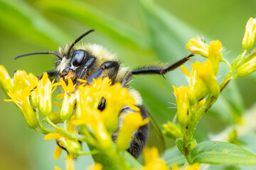 Extreme close up of a Common Eastern Bumble Bee climbing a branch of blossoming yellow flowers