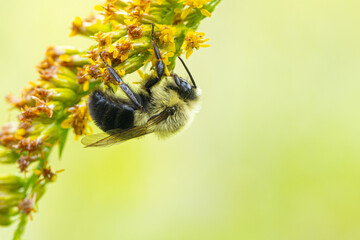 Extreme close up of a Common Eastern Bumble Bee climbing a branch of yellow flowers