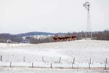 Group of Horses Standing on a Snowy Hill Near a Windmill in Ohio's Amish Country