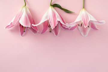 Pink fresh flower on pink background. Valentine's, mother's day or spring concept. Flat lay, top view.