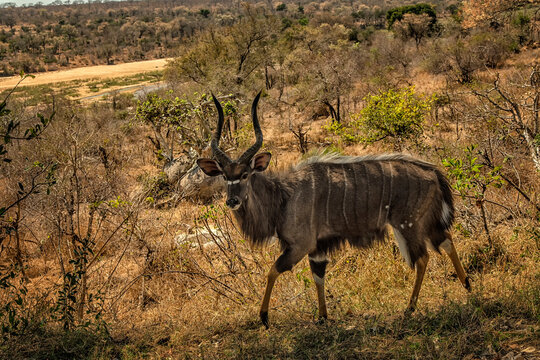 Male nyala (Tragelaphus angasii);  South Africa