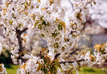 Apricot blossom. Fresh spring backgrund. Nature photography