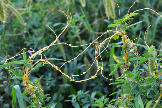 The parasitic plant cuscuta grows among crops