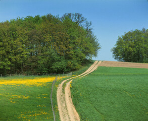 Obraz premium Feldweg im Odenwald