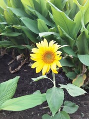 sunflower in the garden