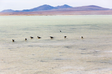 Obraz premium View of many laughing gulls in lagoon