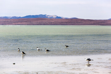 View of many laughing gulls in lagoon
