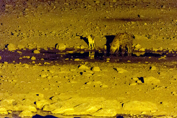 A hyena and jackal drinking at water hole at night
