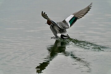 eurasian wigeon in the sea