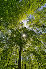 a great view up into the trees direction sky