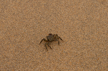 Crab on the beach