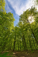 a great view up into the trees direction sky