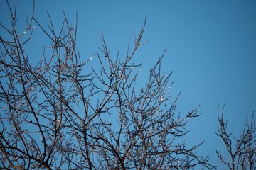 Iced Branches glint sunlight against a blue sky