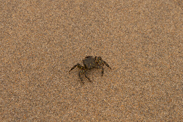 crab on the beach