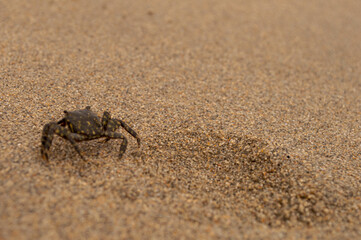 crab on the beach