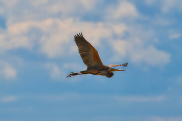 Flying purple heron, Ardea purpurea, with blue sky and cloudy background