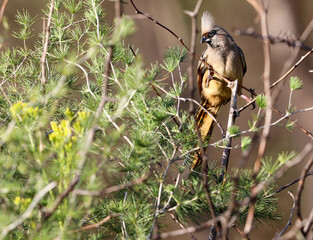 Speckled Mousebird, Kriger National Park