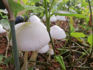 setas blancas suelo cafe y hojas verdes