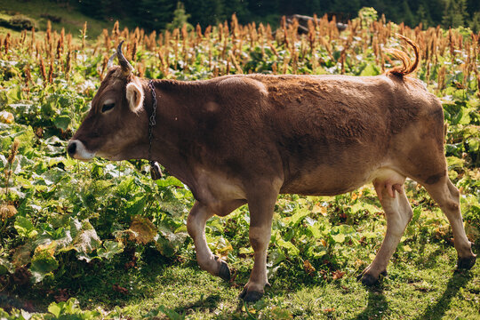 Cow eating grass against the background of the mountain valley. Cows grazing on pasture. Beefmaster cattle standing in a green field, farming concept