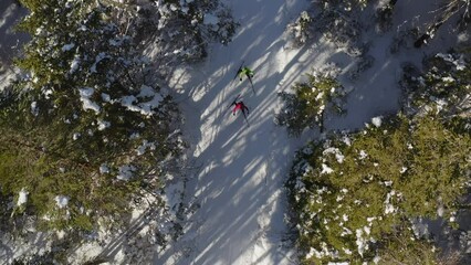 Two people cross country skiing in a beautiful conifer forest covered with snow, drone top-down view.