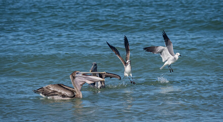 Birds feeding at the beach Florid USA
