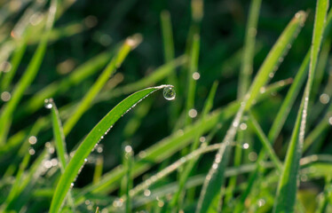 Grass at,dawn dew, drop on a grass