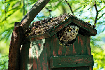 Owl In The Doorway