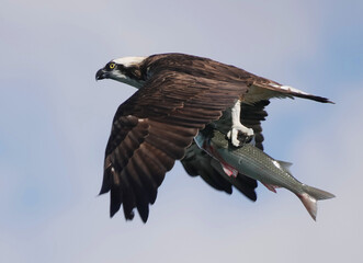 ボラをゲットしたミサゴ