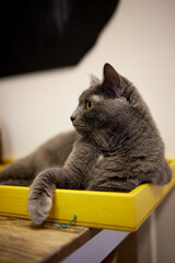 cat lying down on wooden table looking at camera.