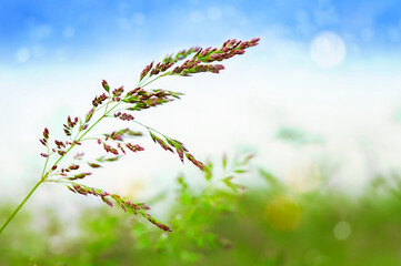 one grass on a background of summer sky