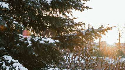 Snow covered pine tree branch