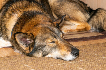 the dog sleeps sweetly on the mat