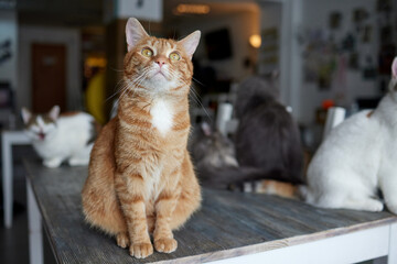 cat lying down on wooden table looking at camera.