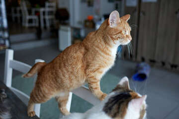 cat lying down on wooden table looking at camera.
