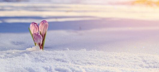 Crocuses - blooming purple flowers making their way from under the snow in early spring, closeup with space for text, banner