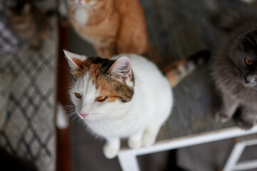 cat lying down on wooden table looking at camera.