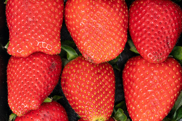 ripe and tasty rows of strawberries, natural organic food concept