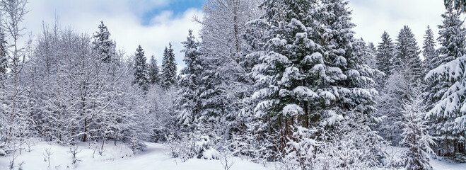 Rural winter landscape, panorama, banner - view of the snowy pine forest in the mountains