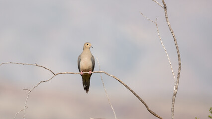 A single mourning dove faces forward perching on a bare horizontal creosote branch with a vertical branch framing the view and a simple out of focus background of mottled grays. 