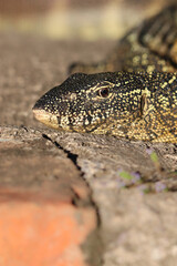Nile Monitor, Kruger National Park