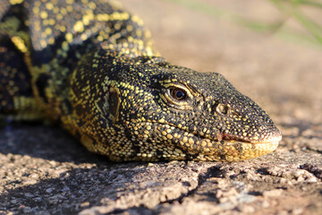 Nile Monitor, Kruger National Park