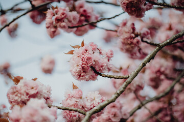 Fleurs de cerisiers