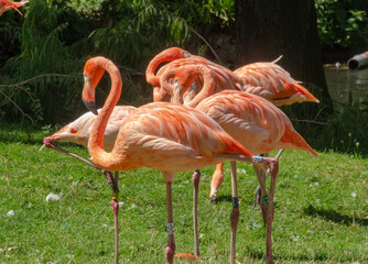  Köln Zoo: Flamingo