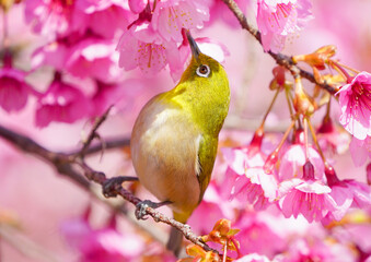 桜とメジロ
