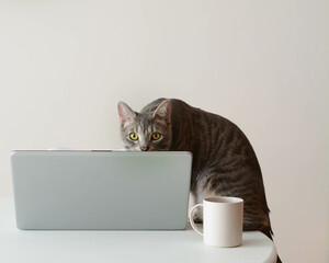 gato detrás de ordenador portatil
