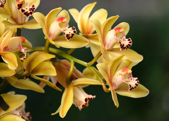 Blooming cymbidium orchid (lat.- Cymbidium)