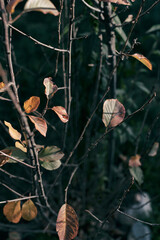 hojas de otoño 