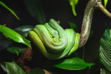 grüne Schlange im Baum